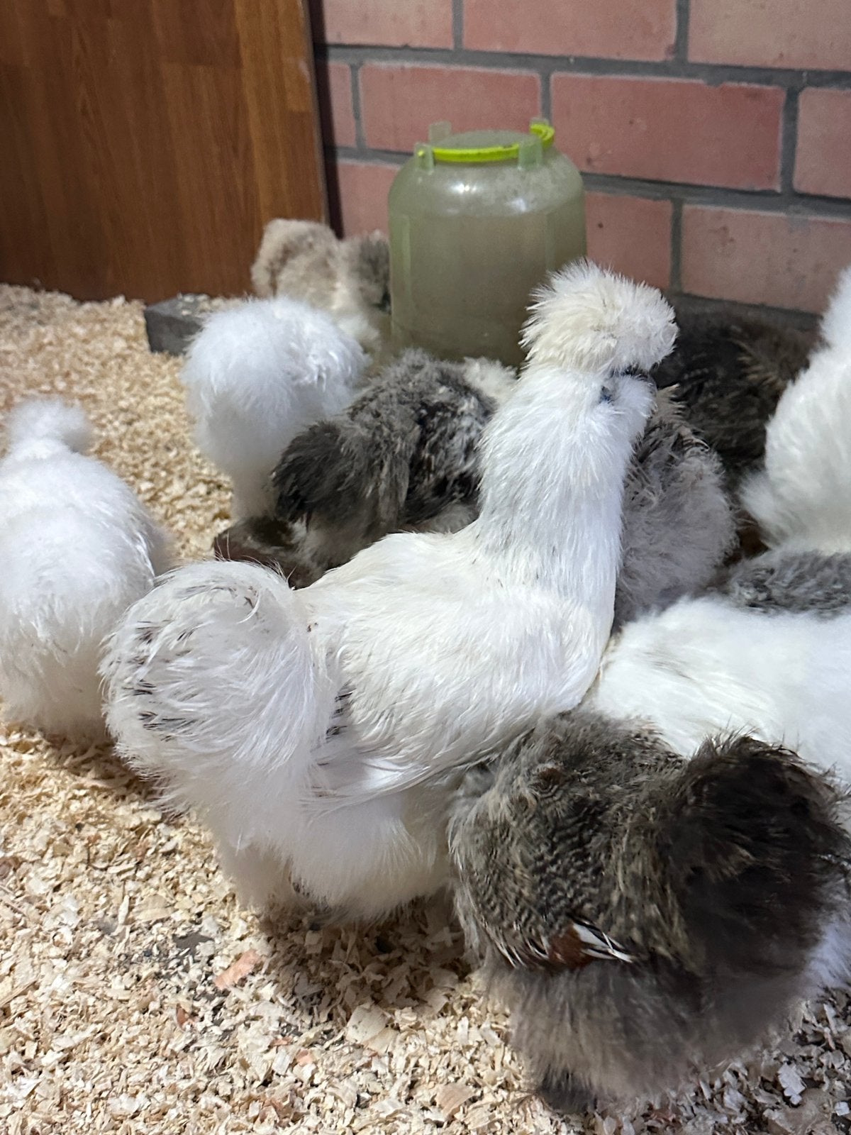 Gratis zijdehoen haantjes, Animaux & Accessoires, Volatiles, Mâle, Poule ou poulet