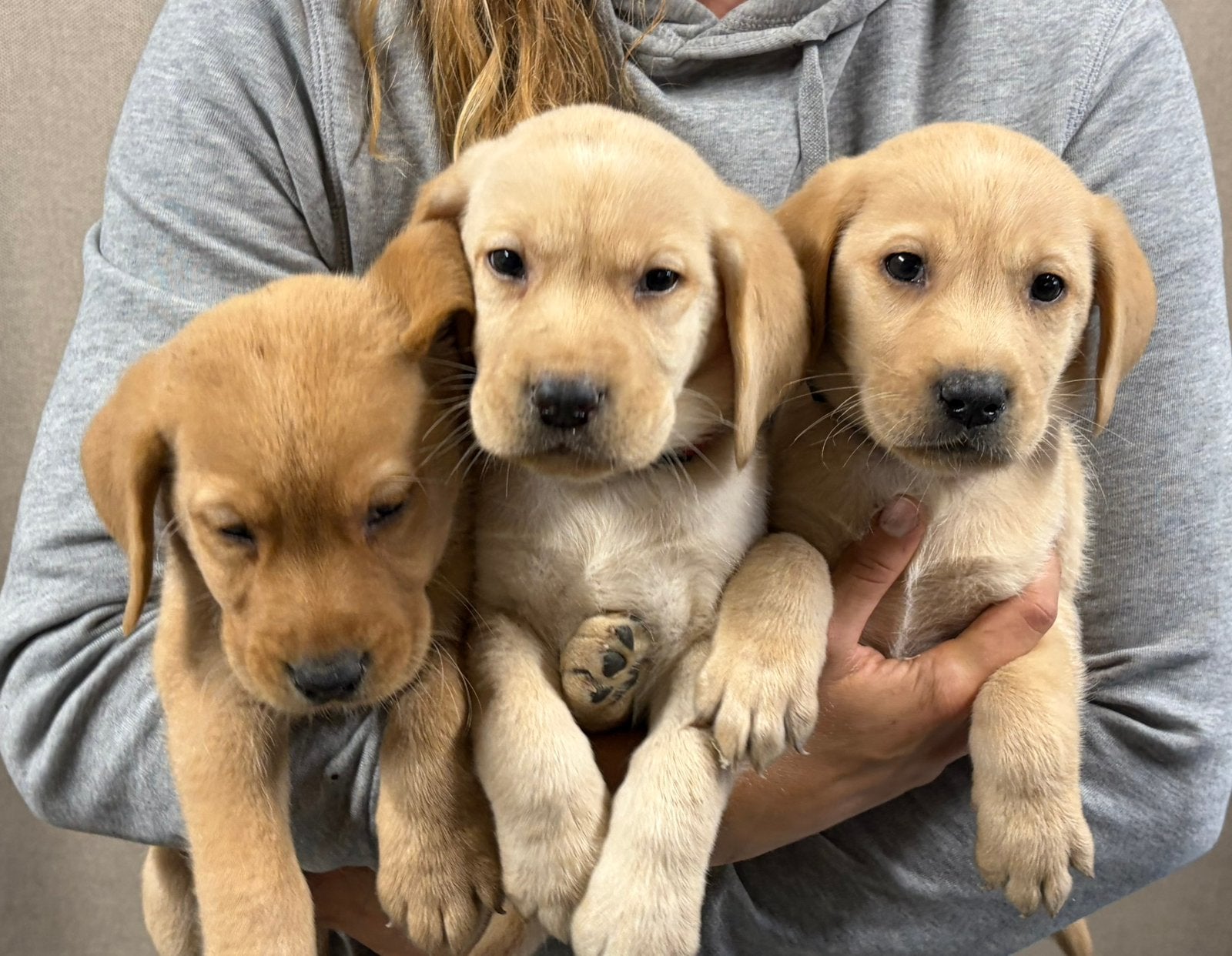 Blonde Labrador pups met Vlaams stamboom, Dieren en Toebehoren, België, Reu, 8 tot 15 weken, Labrador retriever