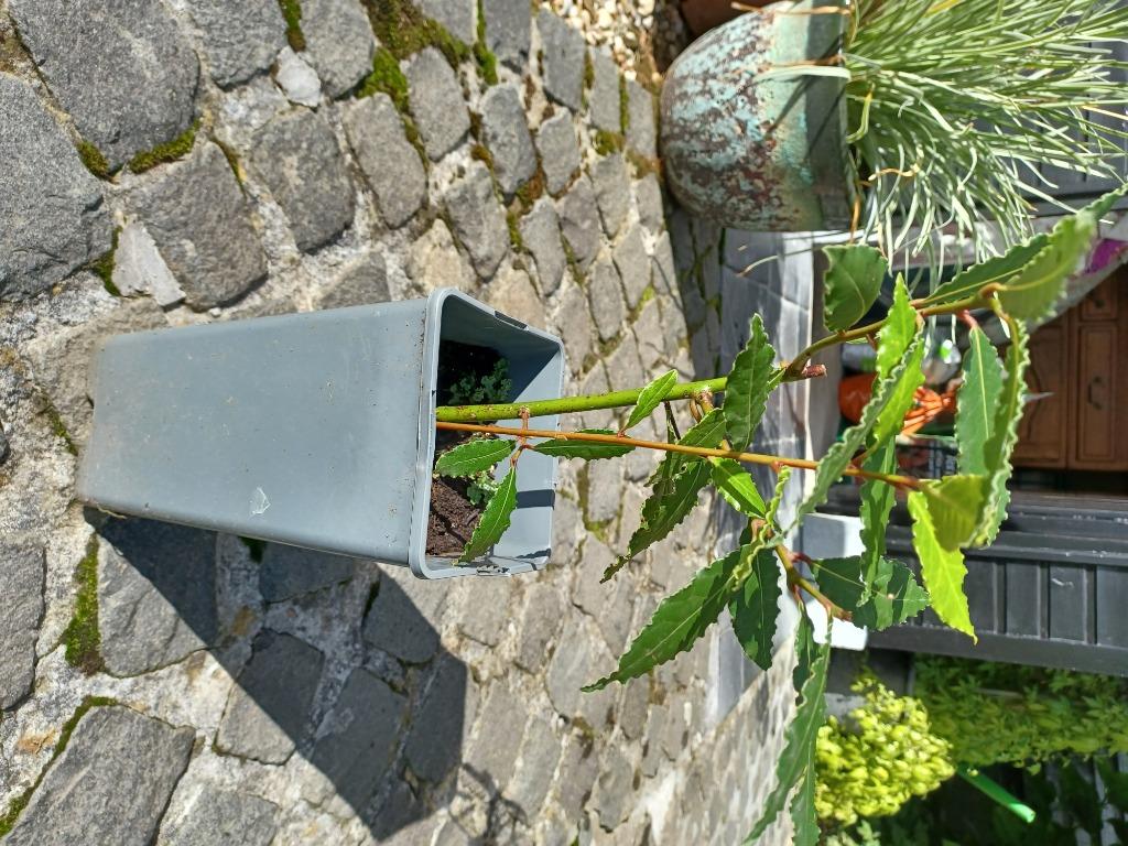 Laurier., Herbes, Été, Enlèvement, Plante fixe