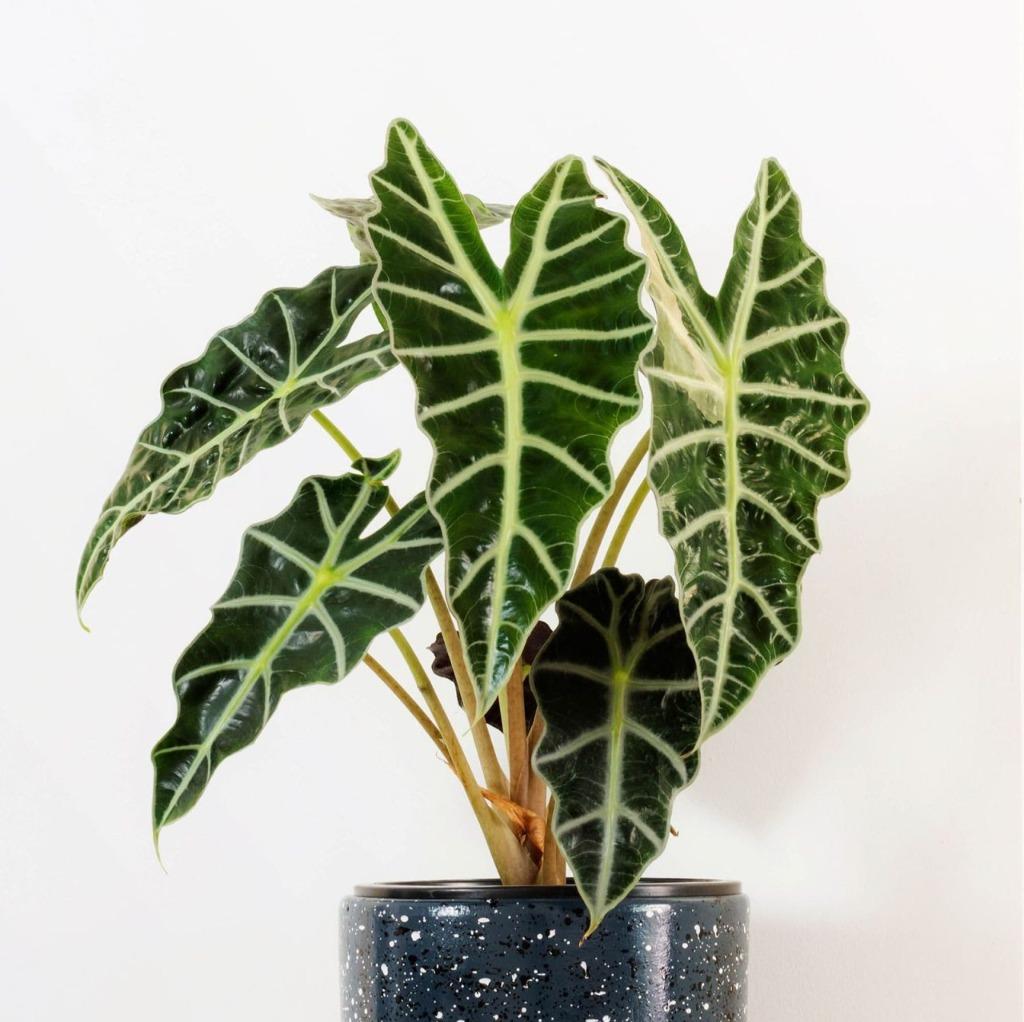Alocasia, Enlèvement
