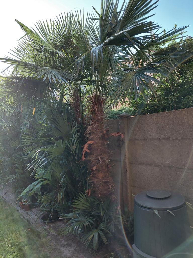 Wondermooie Trachycarpus Fortunei palmboom, Enlèvement, Palmier