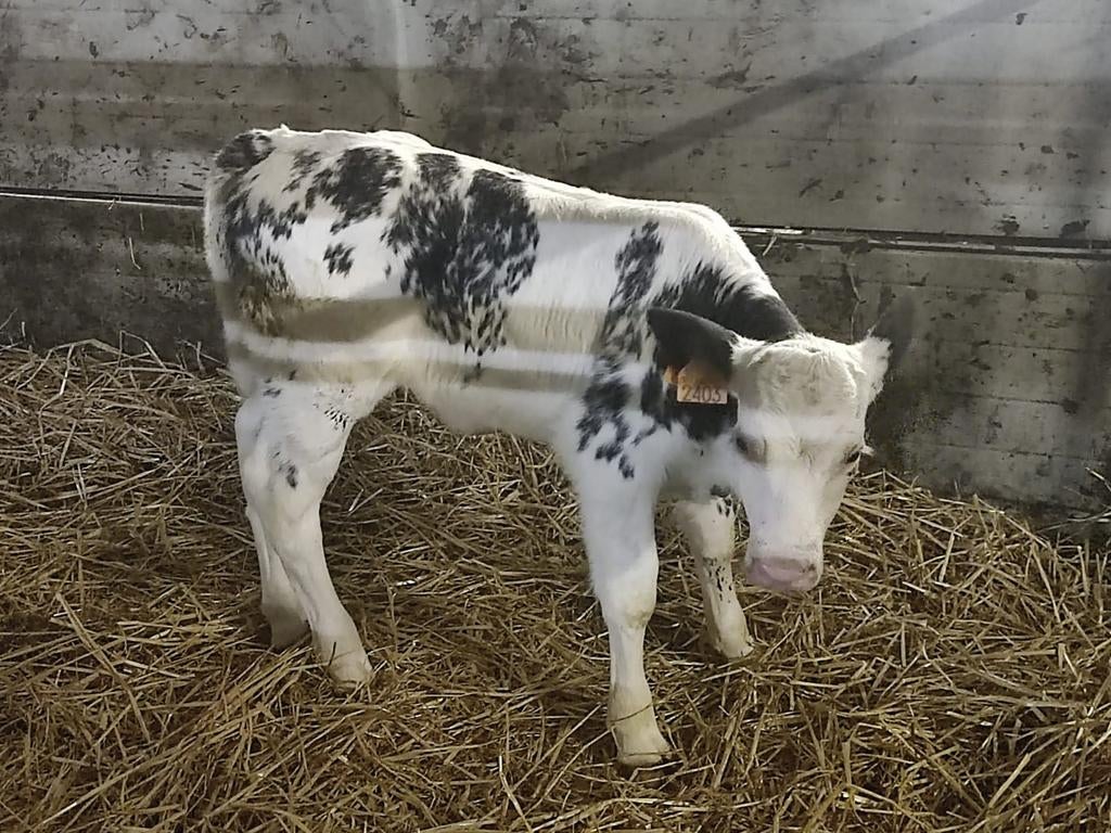 Zoek kalver holstyn en blouw kalver, Dieren en Toebehoren