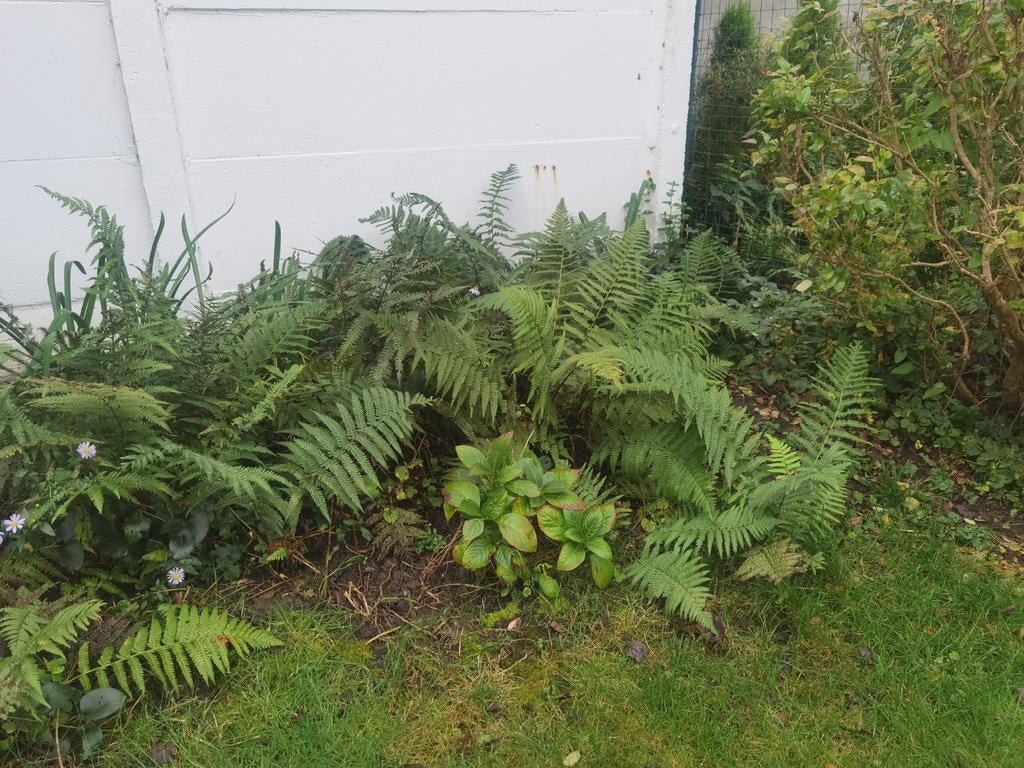Les fougères poussent en interne., Jardin & Terrasse, Plantes | Jardin, Enlèvement, Fougères