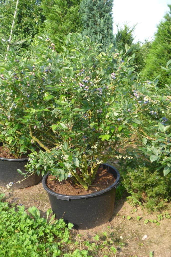 grote blauwe bessen in grote pot, Tuin en Terras, Ophalen