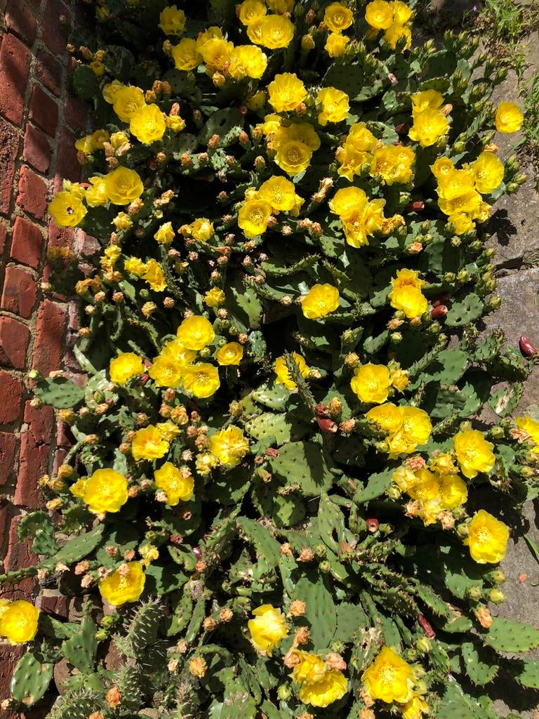 Opuntia - winterharde cactussen, Jardin & Terrasse, Enlèvement ou Envoi