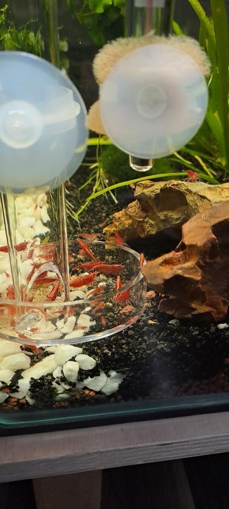 Rode vuurgarnalen, Dieren en Toebehoren, Kreeft, Krab of Garnaal, Schoolvis
