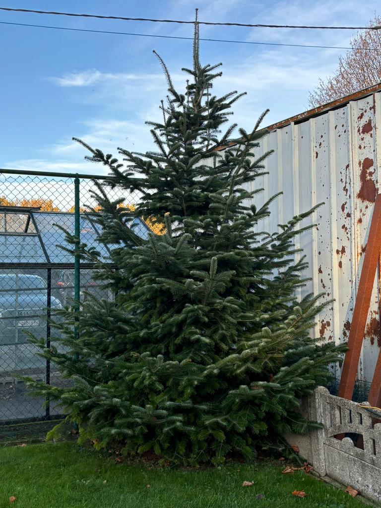 Kerstboom, zelf af te kappen, Tuin en Terras, Ophalen