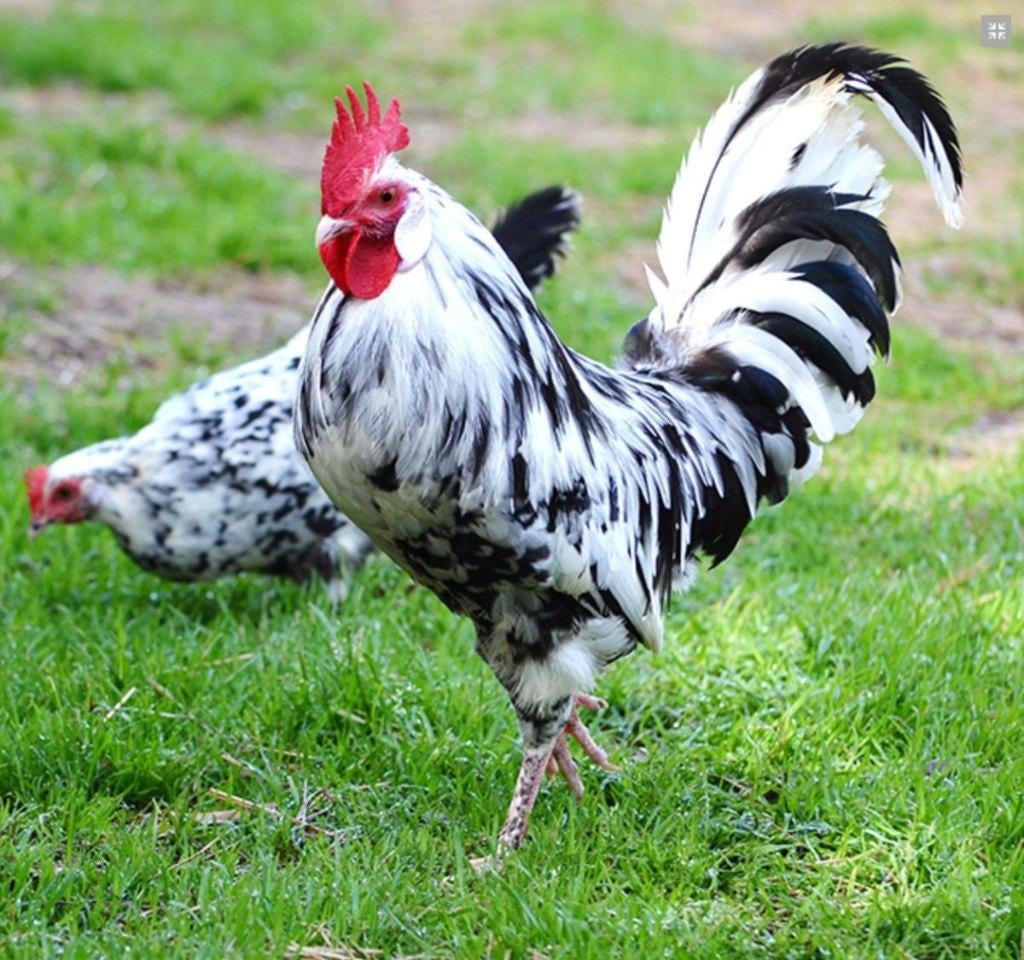Bonte leghorn, Dieren en Toebehoren, Vrouwelijk, Kip