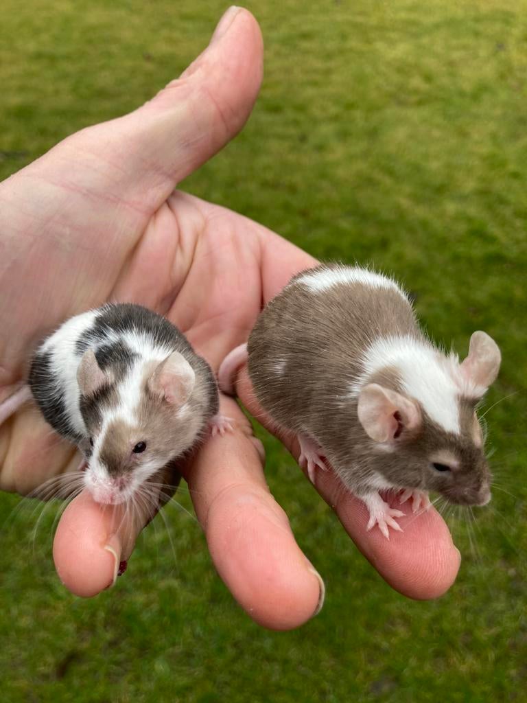 Muizen, Dieren en Toebehoren, Muis, Mannelijk, Januari, Tam