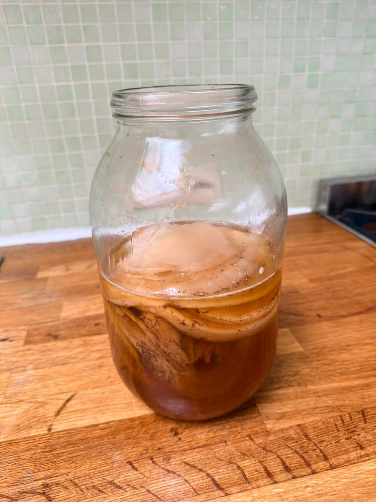 Scoby For your kombucha, natural probiotics €5 each, Enlèvement