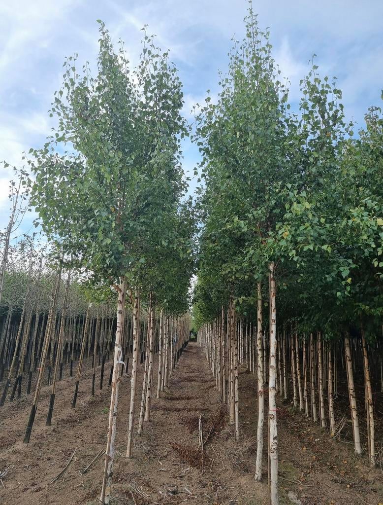 Berken bomen op stam | verschillende maten leverbaar, Ophalen of Verzenden, Herfst