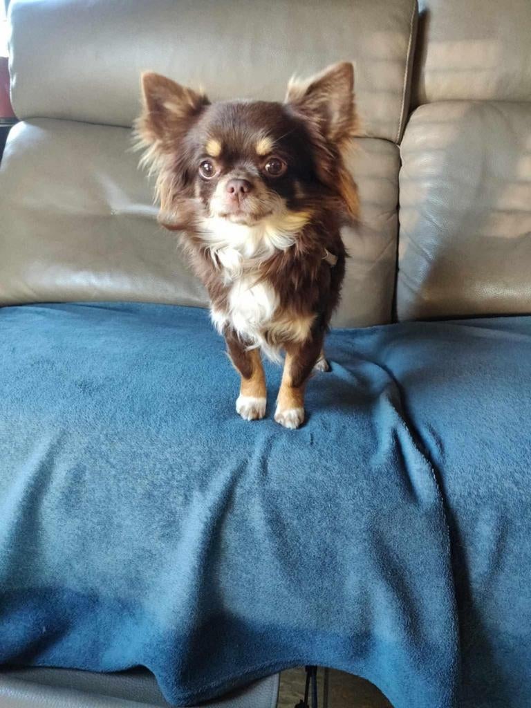 Chihuahua dekreu , beschikbaar voor dekking., Animaux & Accessoires, 3 à 5 ans, Chien (mâle), Belgique, Éleveur | Loisir