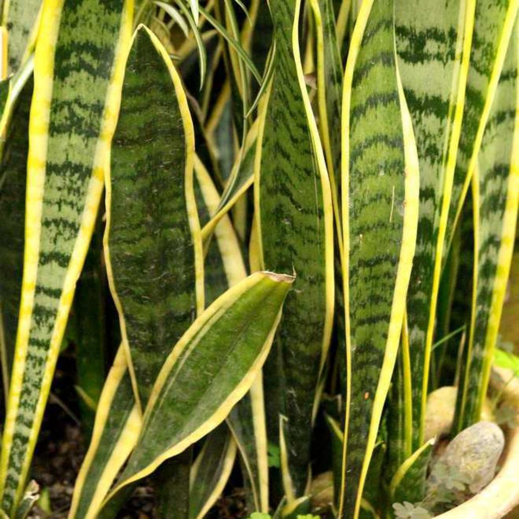 Sansevieria, Enlèvement, Plante succulente, Moins de 100 cm