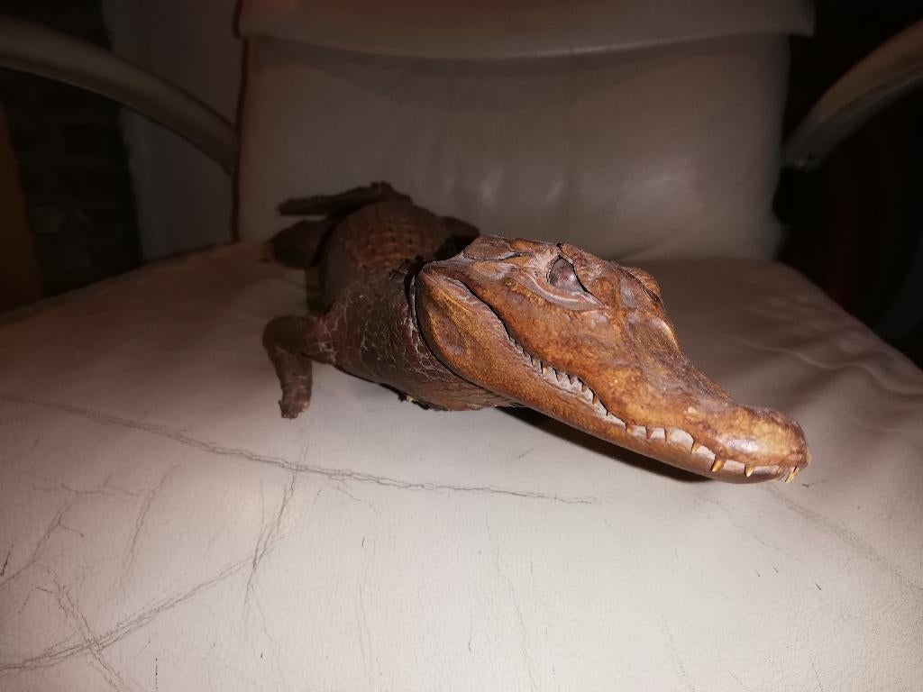 kleine opgezette krokodil, Antiek en Kunst, Ophalen