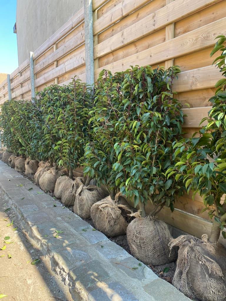 Prunus lusitanica Angustifolia, Enlèvement, Laurier