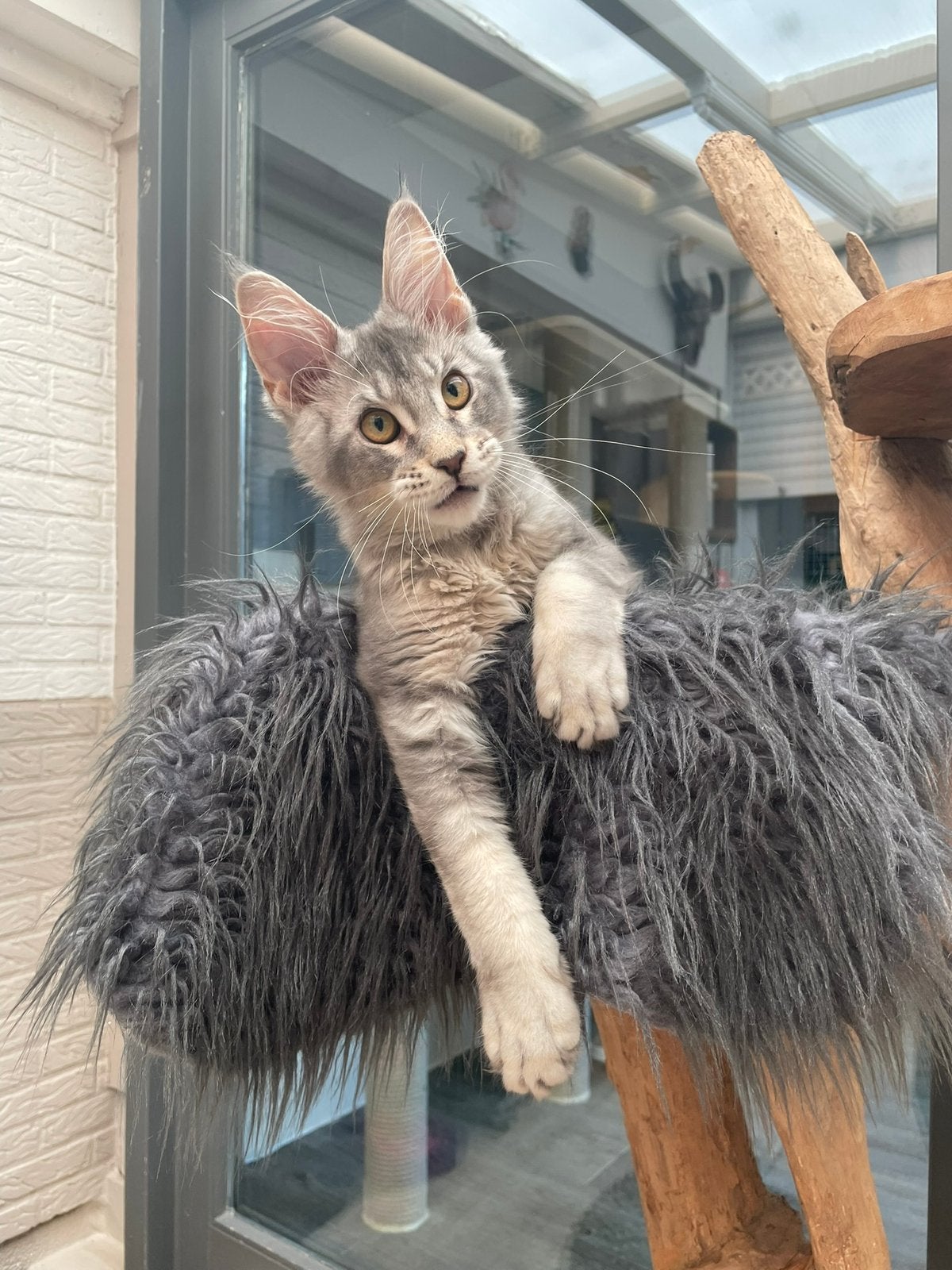 Maine coon kitten, Chat, Avec pedigree, 0 à 2 ans
