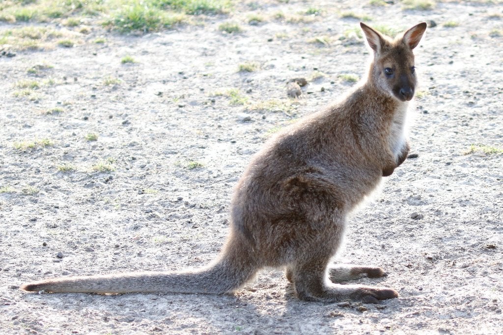 wallaby kangoeroe mannetjes 2026, Dieren en Toebehoren, Overige Dieren, Januari, Mannelijk