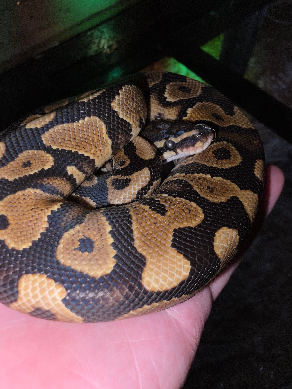 YB le roi clown python femelle, Animaux & Accessoires, Reptiles & Amphibiens, Serpent, Domestique, 0 à 2 ans