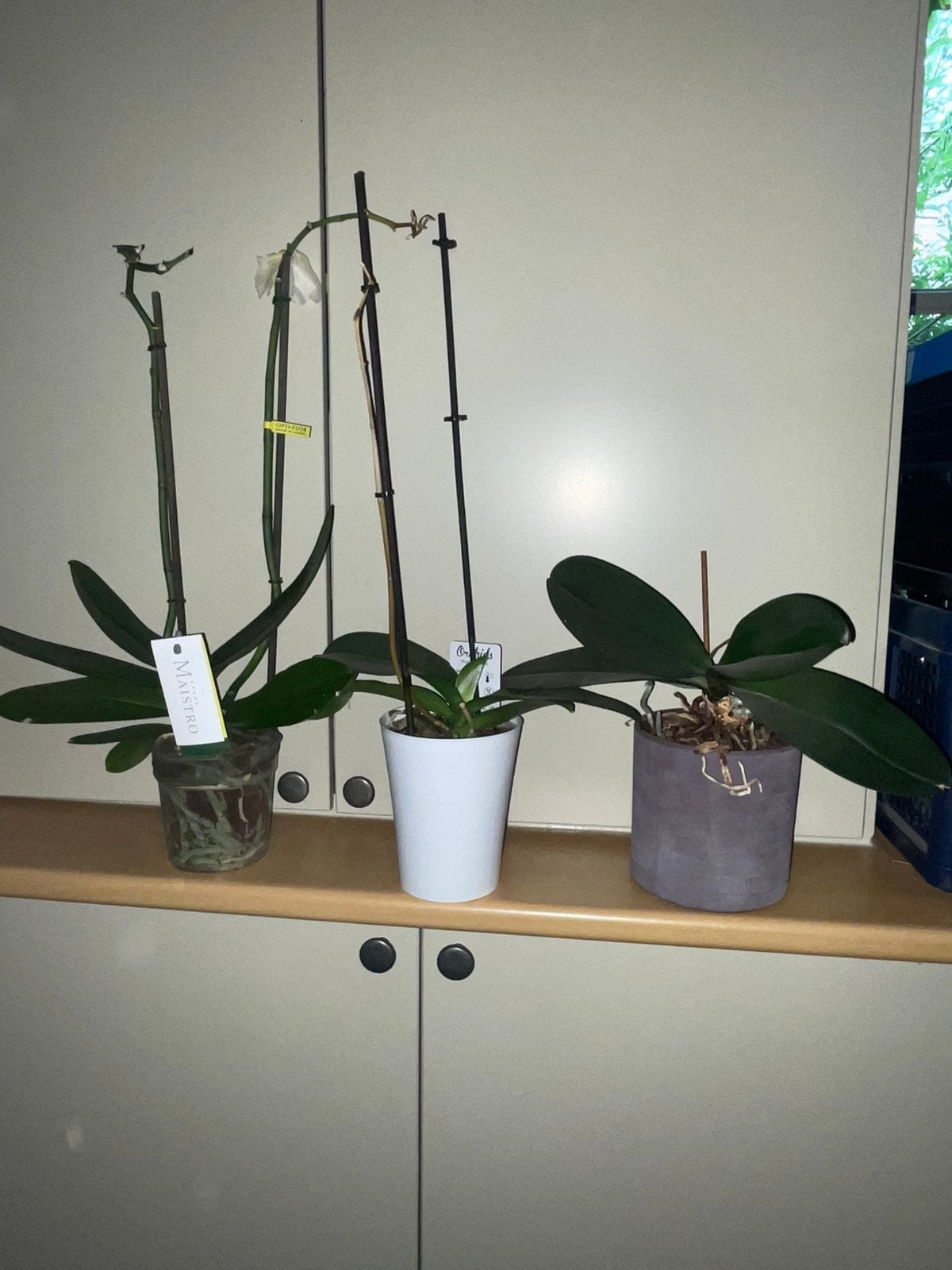 3 x Orchidées, Maison & Meubles, Plante à fleurs, Enlèvement, Autres espèces, Moins de 100 cm