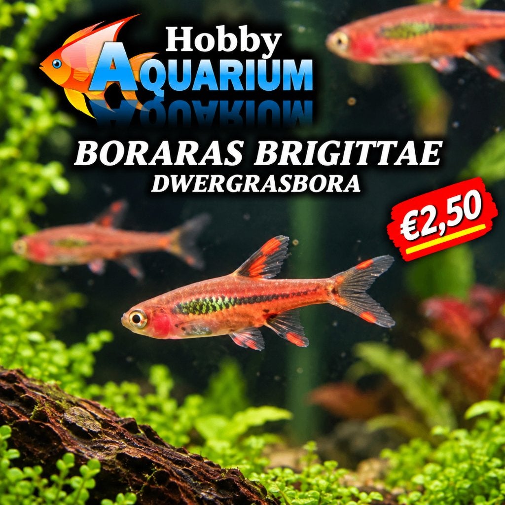 Boraras Brigittae / Dwergrasbora / Chillirasora, Vis, Zoetwatervis, Schoolvis