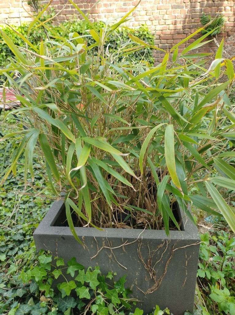 Bambou Pseudosasa Japonica, Tuin en Terras, Planten | Tuinplanten, Ophalen, Vaste plant, Siergrassen