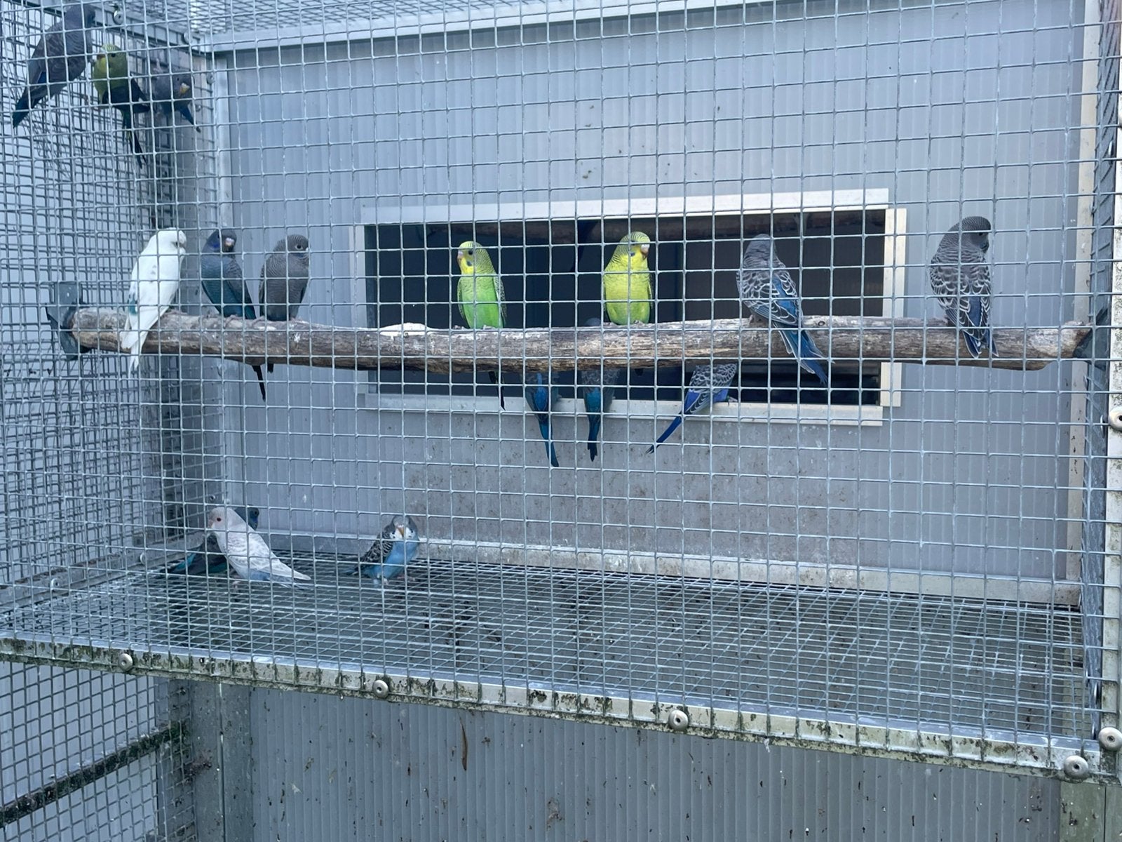 Verschillende grasparkieten, Dieren en Toebehoren, Mannelijk, Parkiet, Geringd
