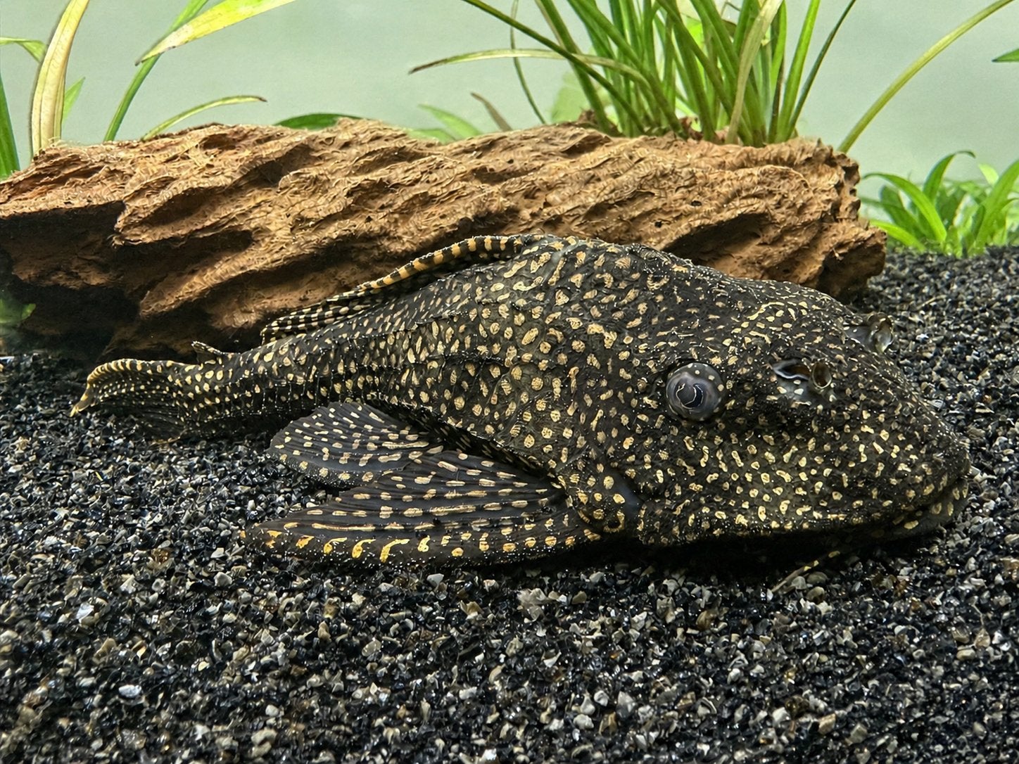 Grote pleco, Poisson, Poisson d'eau douce