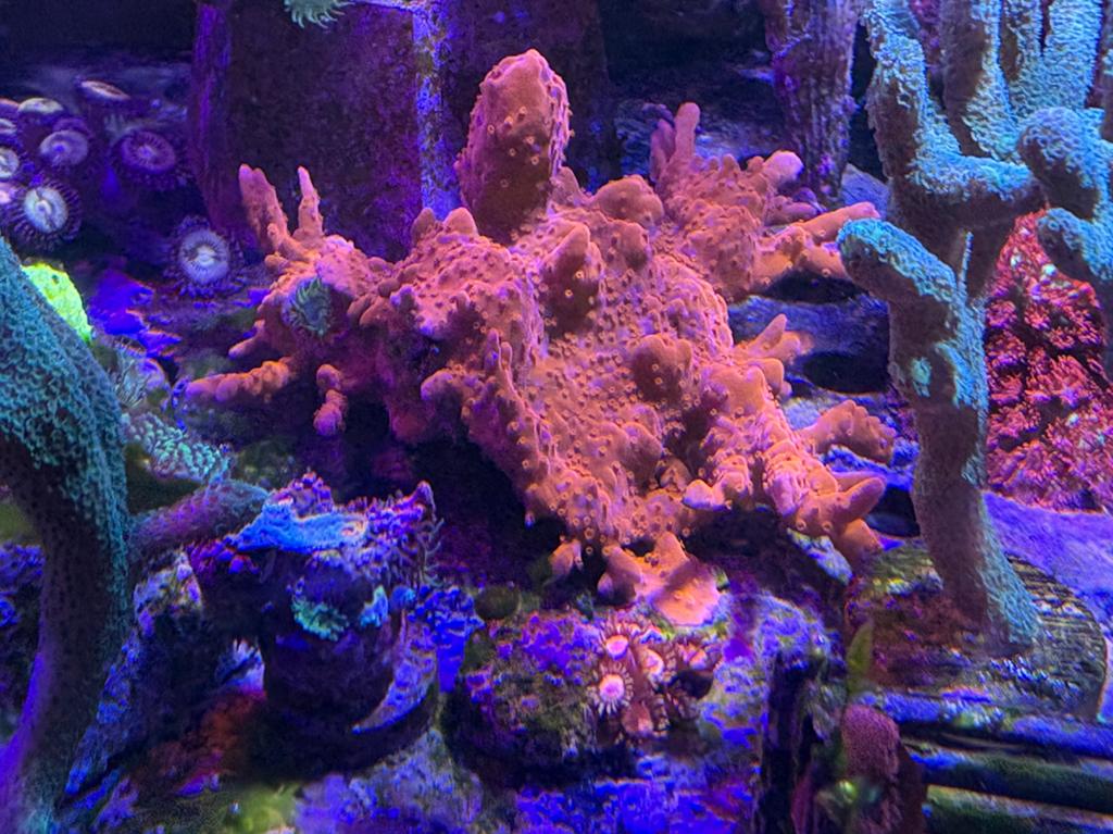Acropora setosa, Dieren en Toebehoren, Vissen | Aquariumvissen, Overige typen, Zoutwatervis