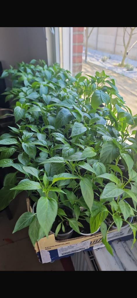 Paprika zoet en pikant, Tuin en Terras, Ophalen