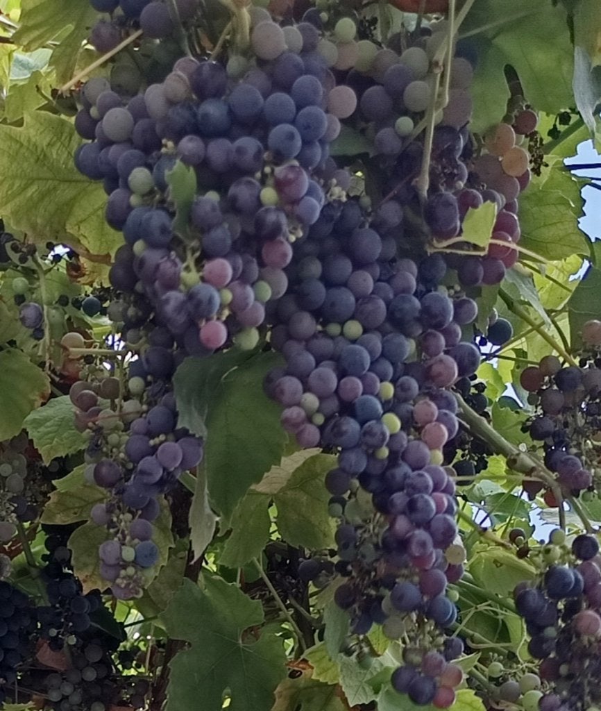 Raisin noir, Enlèvement