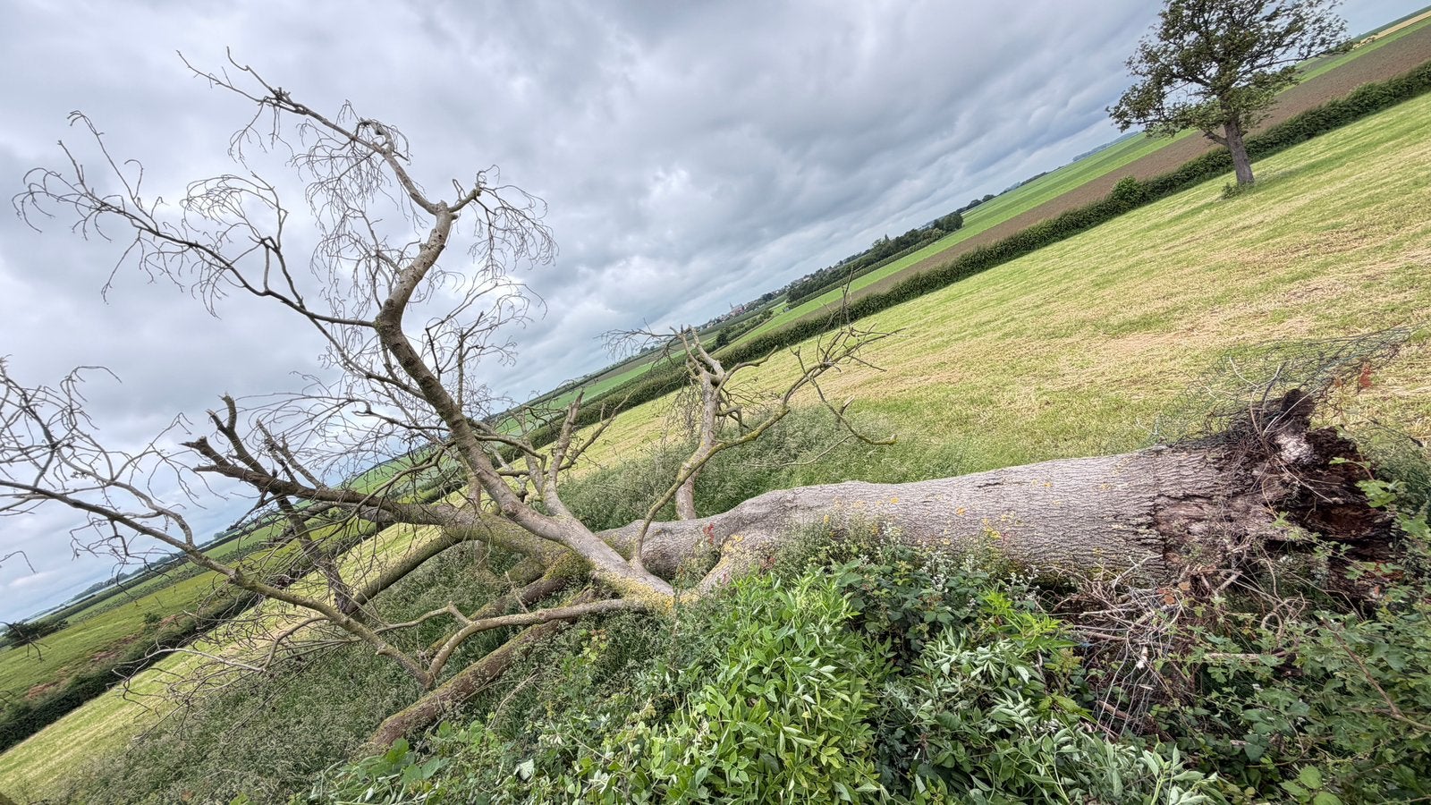 Als iemand hout zoekt, Enlèvement