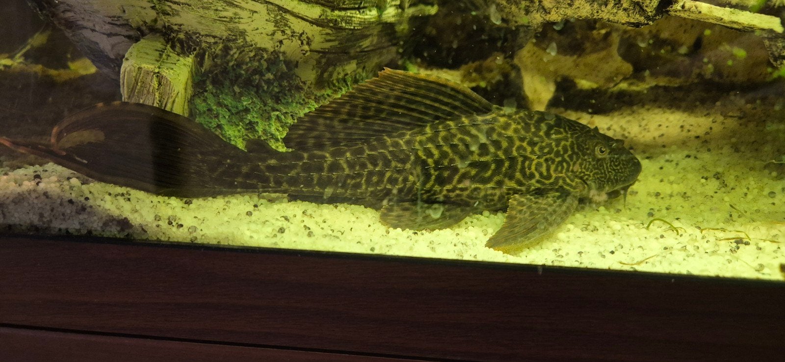 Pterygoplichthys gibbiceps, Dieren en Toebehoren