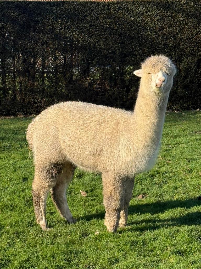 Alapca hengst te koop 2 jaar oud ruin, Juni