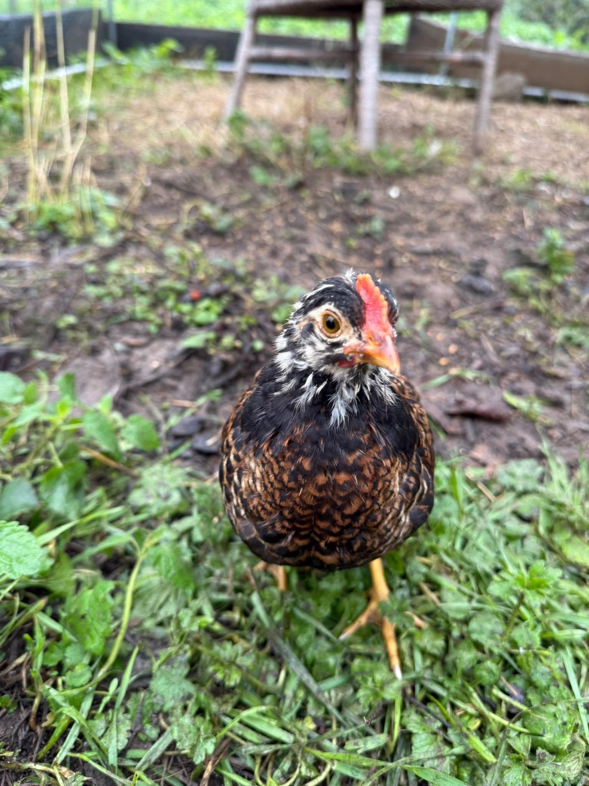 Barnevelder kriel - haantjes, Dieren en Toebehoren, Mannelijk, Kip