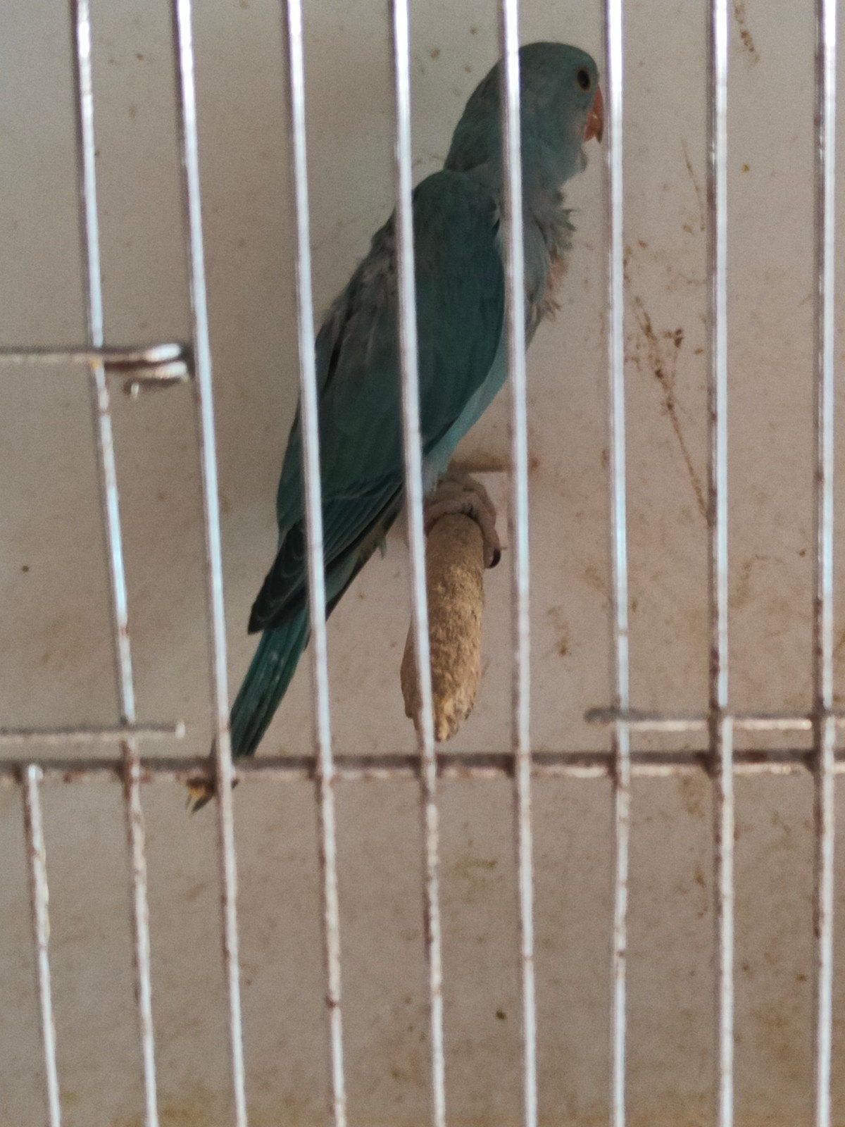 Perruches à collier à apprivoiser, Animaux & Accessoires, Oiseaux | Perruches & Perroquets, Domestique