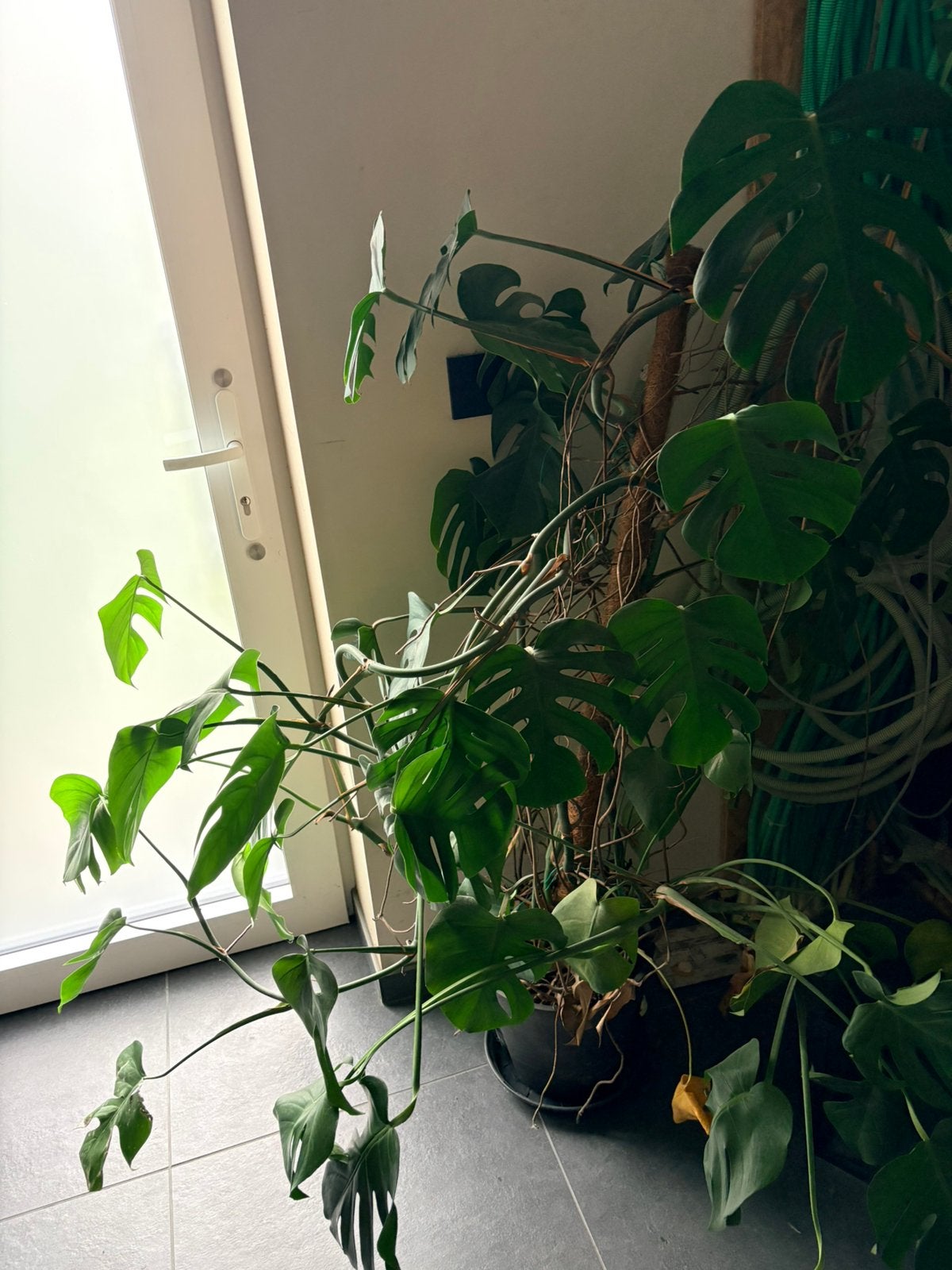 Grote Monstera Deliciosa –  1,40 m hoog, Autres espèces, En pot, Enlèvement, 100 à 150 cm