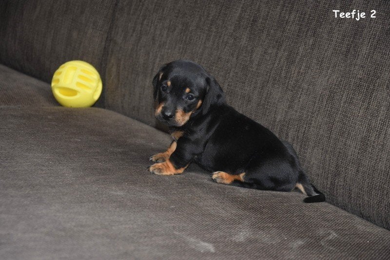 Black and Tan Dwergteckel pupjes, Animaux & Accessoires, Chiens | Teckels & Bassets, Chienne, Poils courts, Nain, Éleveur | Professionnel