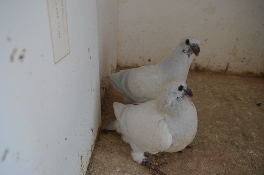 belgische tentoonstellings postduiven, Dieren en Toebehoren, Vogels | Duiven, Geslacht onbekend, Postduif