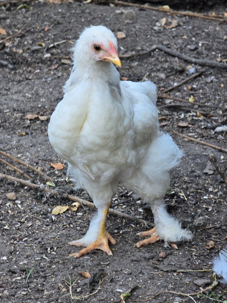 Brahma kippen, Dieren en Toebehoren, Meerdere dieren