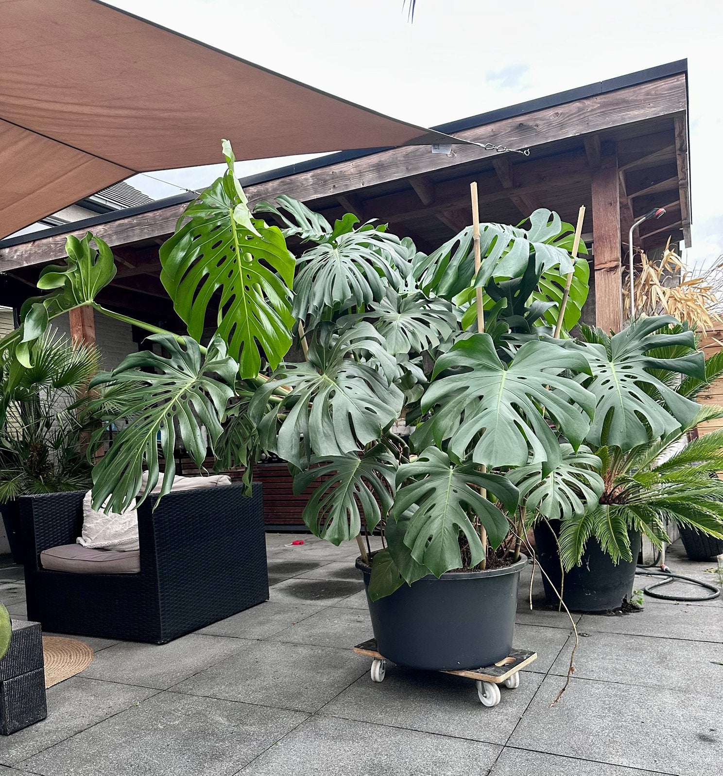 Monstera plant XXL, Ophalen