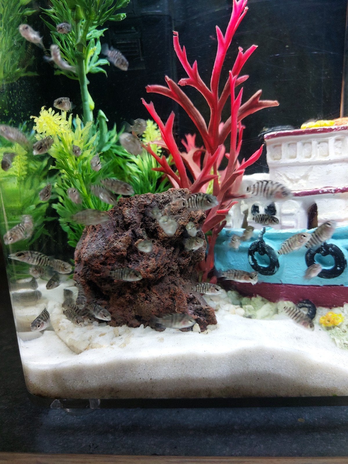 aquarium vissen