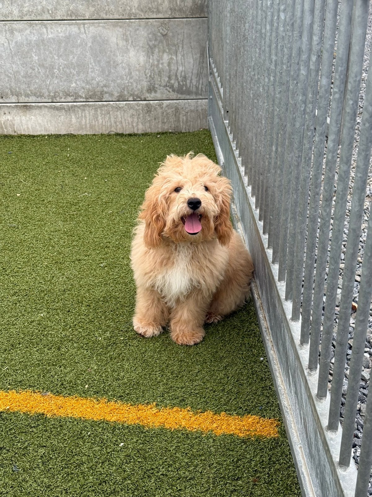 Lieve maltipoo pups, Dieren en Toebehoren, België, 15 weken tot 1 jaar, Overige rassen, CDV (hondenziekte)