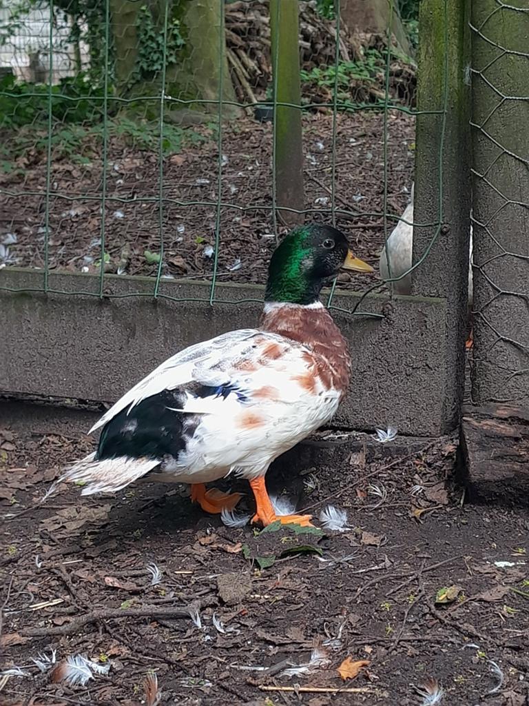 Kwakers (koppel), Dieren en Toebehoren, Pluimvee, Meerdere dieren, Eend