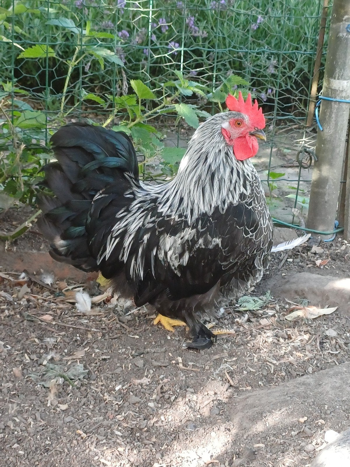 Jonge hanen en hen, Dieren en Toebehoren, Meerdere dieren, Kip
