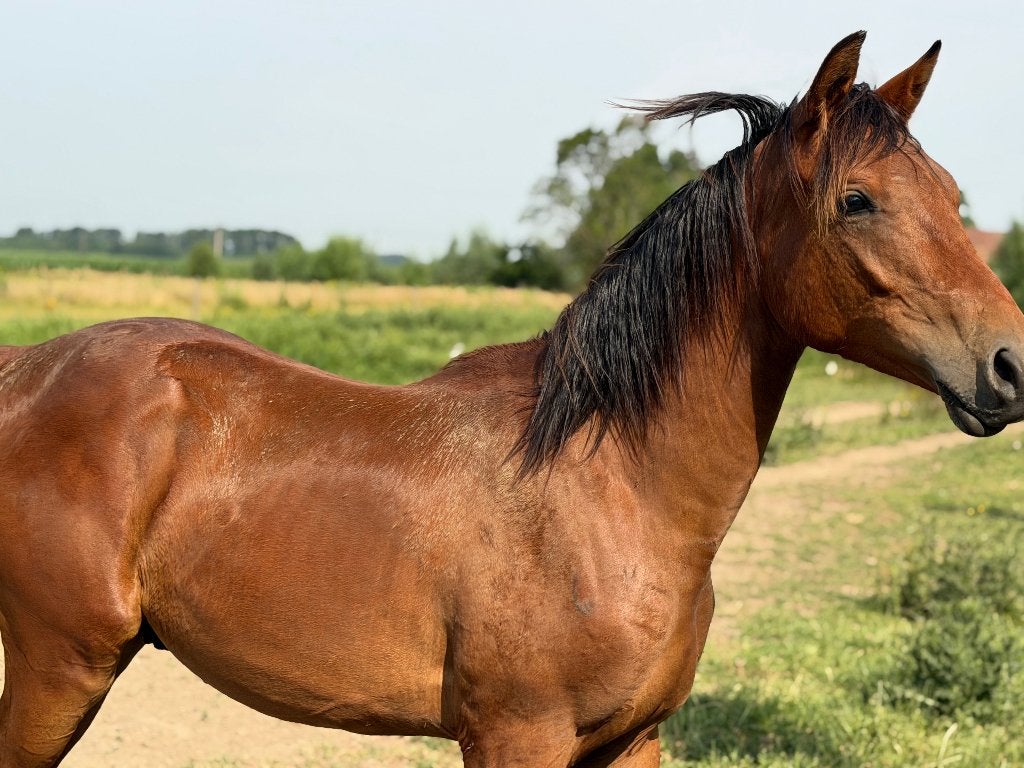 Plusieurs poney, Avec pedigree, Poney D (1.37 m à 1.48m), 0 à 2 ans, Poney de saut