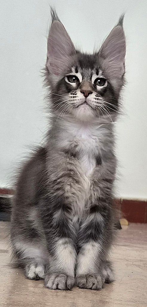 Chatons maine coon né à Belgique 17.04.2026, Chat, Avec pedigree, 0 à 2 ans