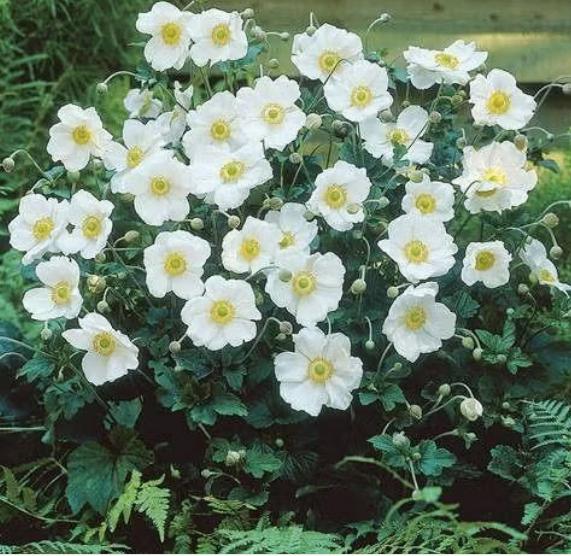 Anemone 'Honorine Jobert', Ophalen, Vaste plant, Halfschaduw