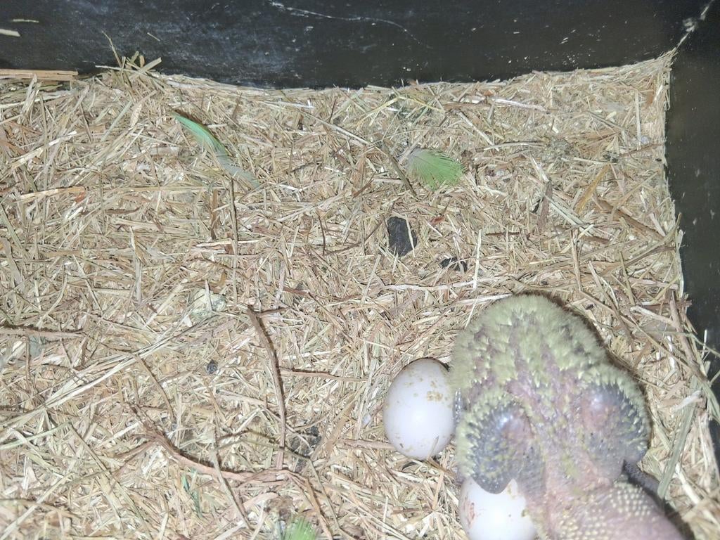 Baby-agapornis met nesten, ideaal om met de hand te voeren