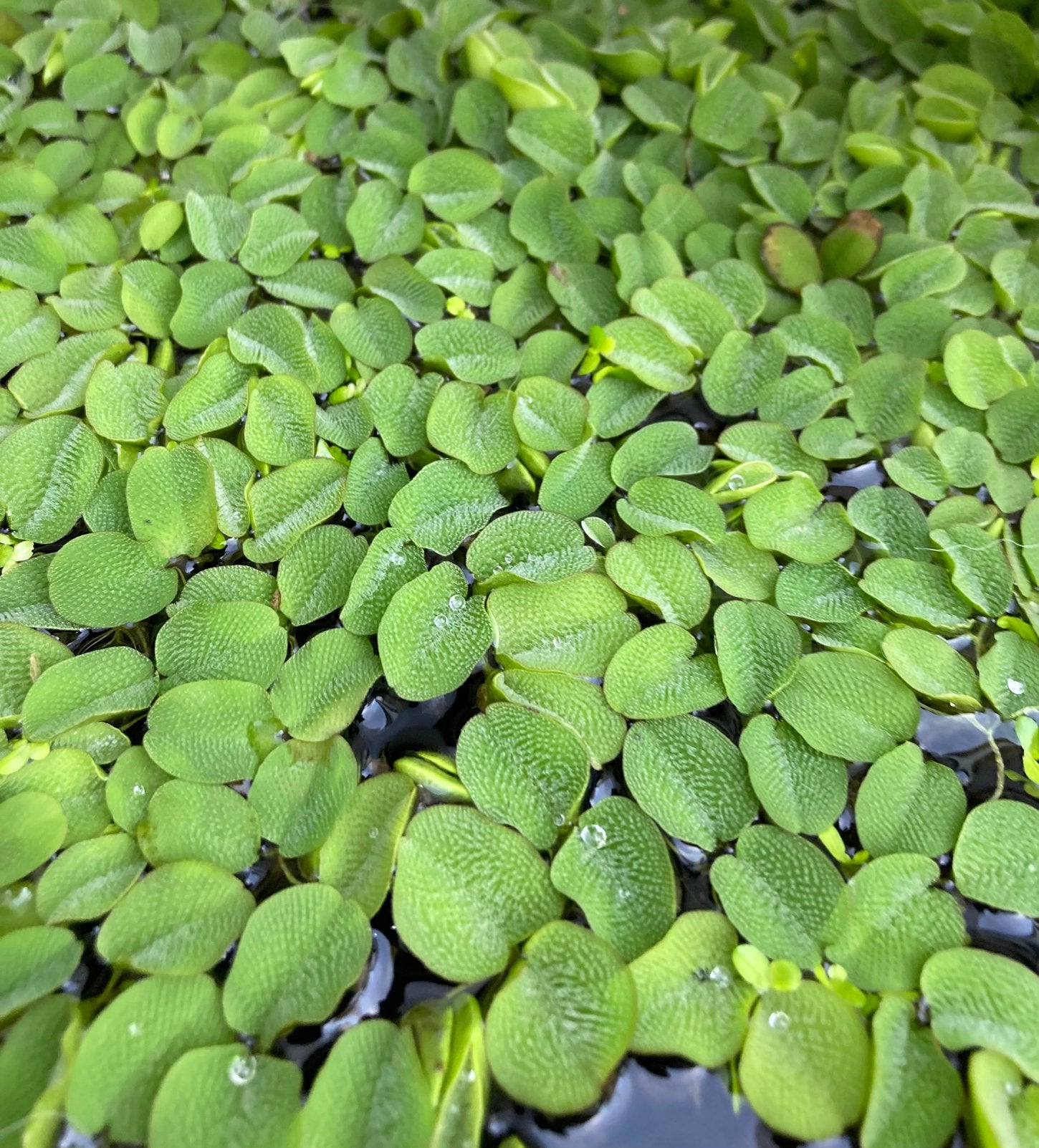 Salvinia minima, waterplant, drijfplant, Ophalen, Zo goed als nieuw