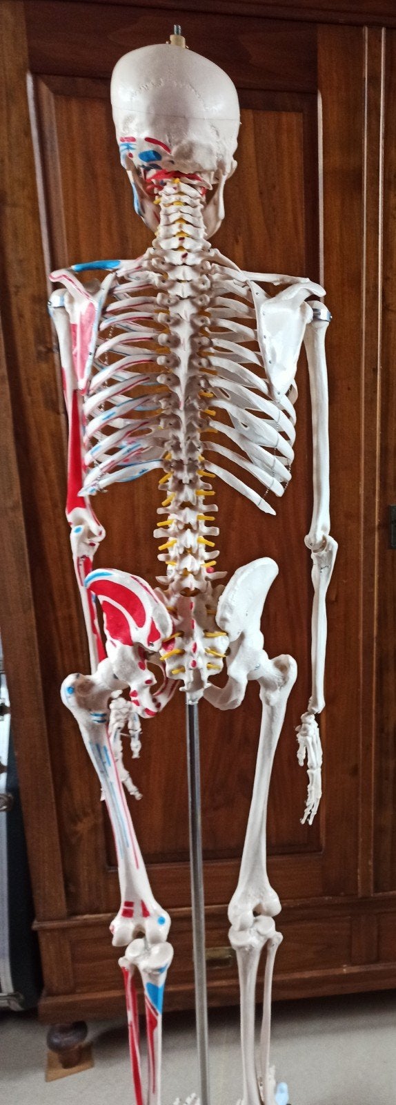 Anatomisch skelet, Hobby en Vrije tijd, Ophalen